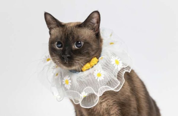 掘金配资 猫界的“变色龙”