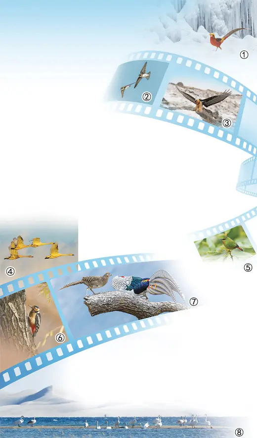 联华证券 镜头里的爱鸟故事