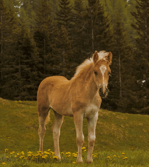 广州米牛 曾是威胁的野马，如何成为了人类最忠诚的伙伴？