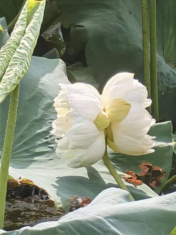 真牛所配资 这株出现概率为十万分之一的花开了！青山区罕见并蒂莲今日完美绽放