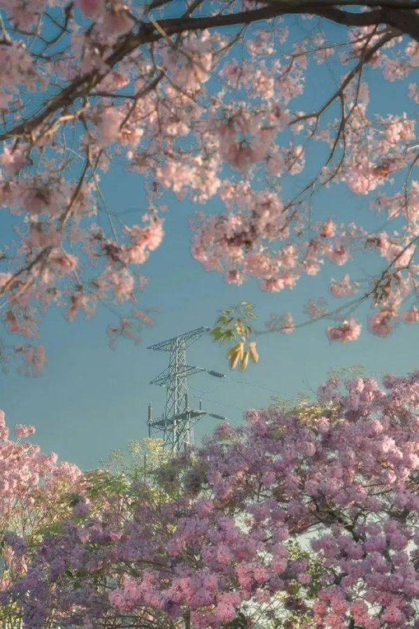 易多投资 天秤座是优雅的平衡艺术家